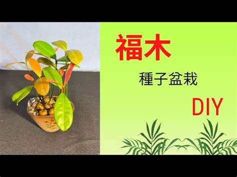 福木風水|福木樹：打造自然陽台